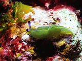 lue-dot elisia nudibranch breathes through its wings. Elisia sp.