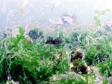 degradation: too much seaweed for too few grazers