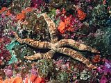 the Kermadec serpent star is not common on the Poor Knights. Ophidiaster kermacensis