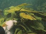 degradation: even well-lit kelp has lost its food value
