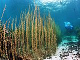 snorkeldiver and a stand of featherweed.