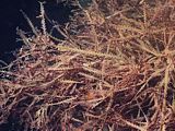 deceased red Vidalia seaweed, Poor Knights