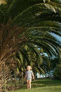 Phoenix palms dwarfing a child