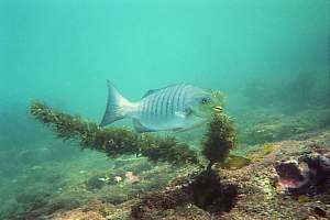 parore grazing fine algae from seaweeds