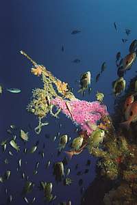 a dead black coral tree with magenta anemones