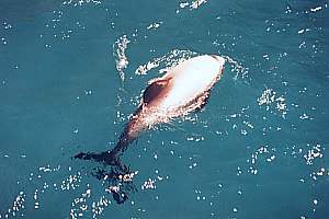 f026502: Hector's dolphin in New Zealand