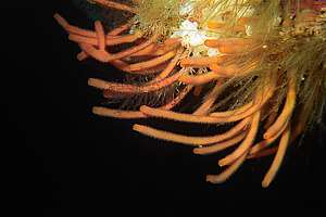 disappeared stick bryozoa are found under overhangs