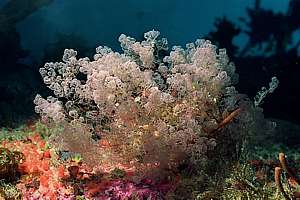 left-over Pterocella bryozoans growing unusually large