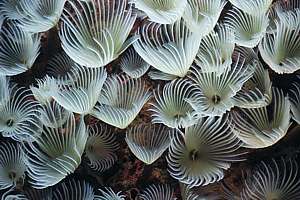 carpet fan worms