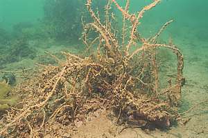 Decaying seaweeds drooping their branches