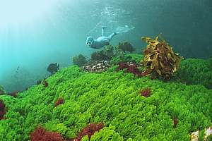 happy sea rimu seaweeds