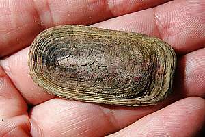 eroded shield of a shield limpet