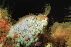 Balanus barnacle catching food