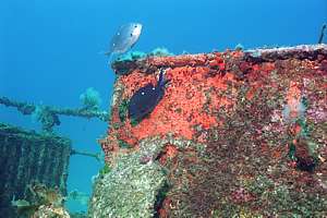 two-spot demoiselles (Chromis dispilus) nesting