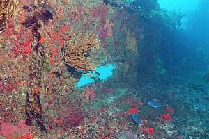 sponges on vertical surfaces