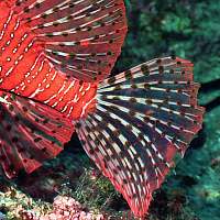 fin rays of rear fins