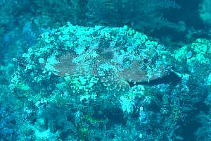 Scorpionfish in blue daylight.