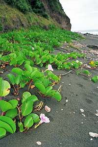 f214533: Introduced tropical beach convolvulus