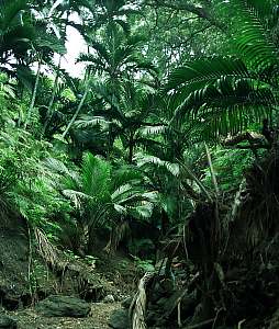 f214535: Nikau palms in Bells Ravine