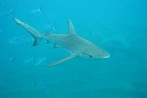 Galapagos shark