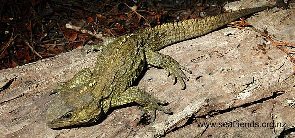 an almost mature tuatara (Sphenodon punctatus)