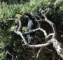 little shag (kawaupaka, Phalacrocorax melanoleucos)