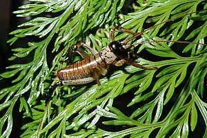 a young tree weta (putangatanga) Hemideina thoracica