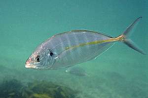 3-4 year old trevally (Pseudocaranx dentex)