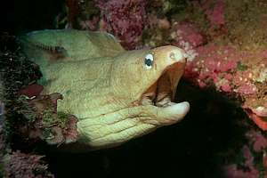 grey moray eel (Gymnothorax nubilus)