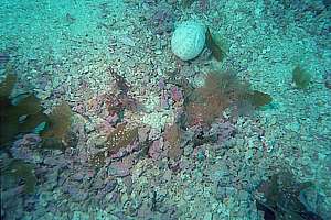 giant heart urchin (Brissus gigas)