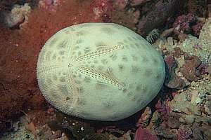 giant heart urchin (Brissus gigas)