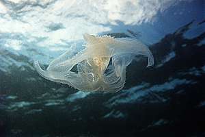 x-wing sea gooseberry