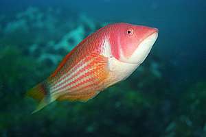 female scarlet wrasse (Pseudolabrus miles)