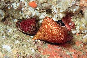 smooth tiger snail (Calliostoma tigris)