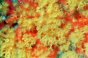 zoanthid anemones