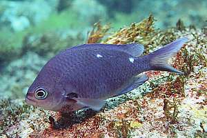 mature 5-7 year old male demoiselle (Chromis dispilus)