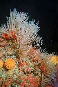 deep reef habitat at Northern Arch