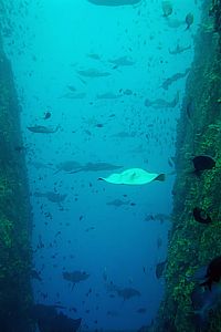 two dozen stingrays in one photo