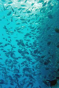 young demoiselles feeding on plankton