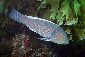 male green wrasse (Notolabrus inscriptus)