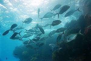 7-9 year old trevally (Pseudocaranx dentex)