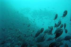 migrating two-spot demoiselles Chromis dispilus