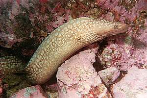 spotted moray eel (Gymnothorax prionodon)