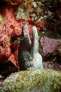 mosaic moray (Enchelycore ramosa)