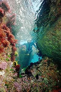 snorkelling Ngaio Rock