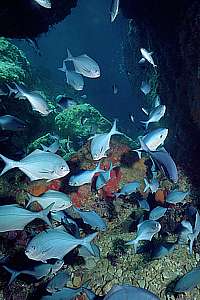 blue maomao (Scorpis violaceus) school