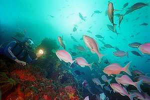 pink maomao (Caprodon longimanus) and diver