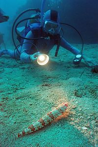 diver and red lizard fish (Synodus doaki)