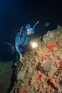 diver finds umbrella slug in Barren Arch