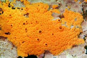 yellow boring sponge (Clione celata)